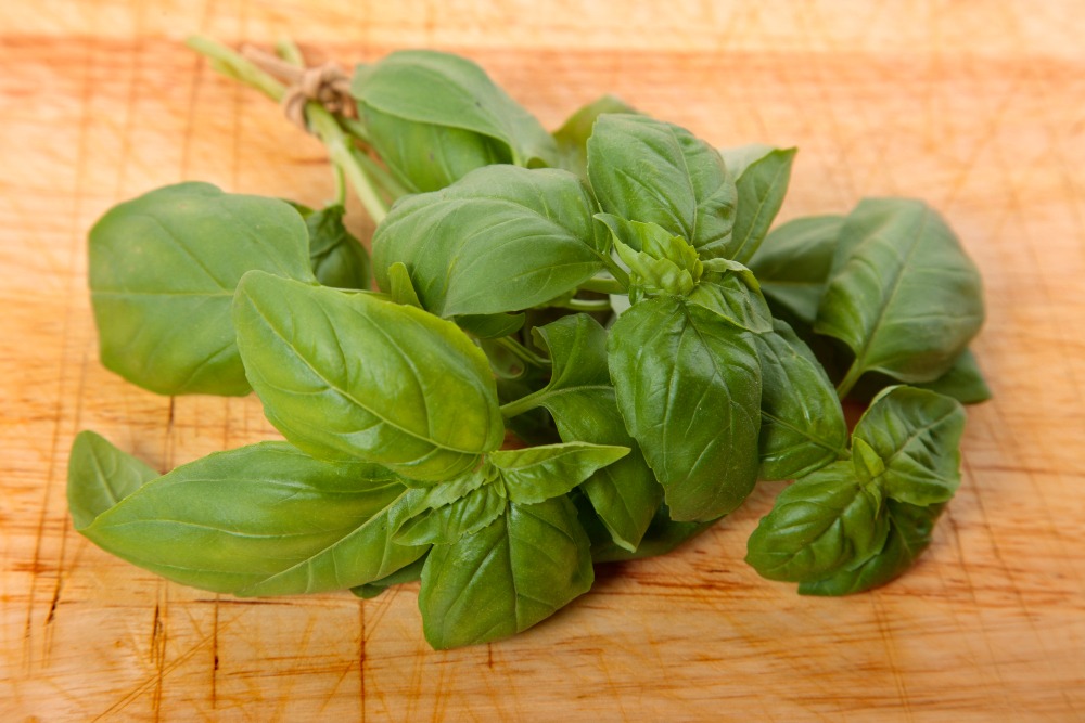 Holy Basil